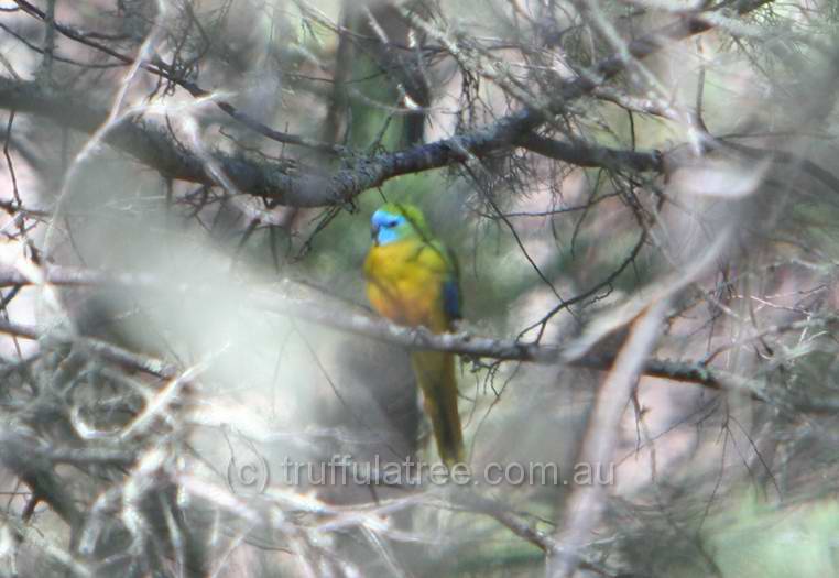 Turquoise Parrot