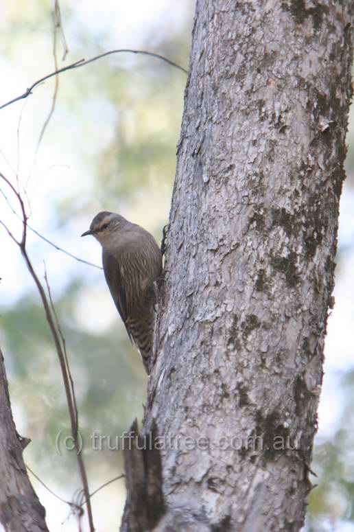 Brown Treecreeper