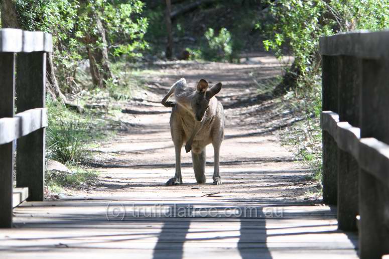 Eastern Grey Kangaroo