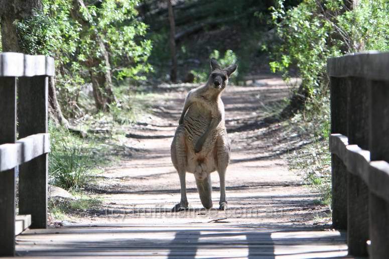 Eastern Grey Kangaroo