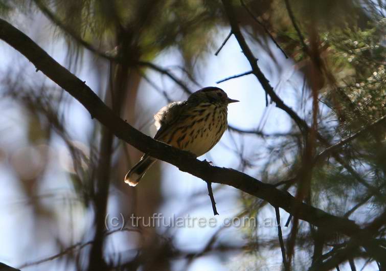 Speckled Warbler