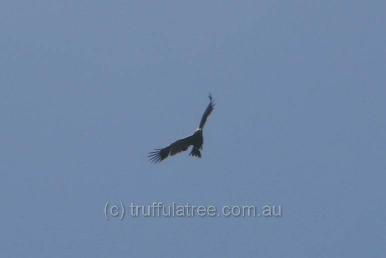 Wedge-tailed Eagle