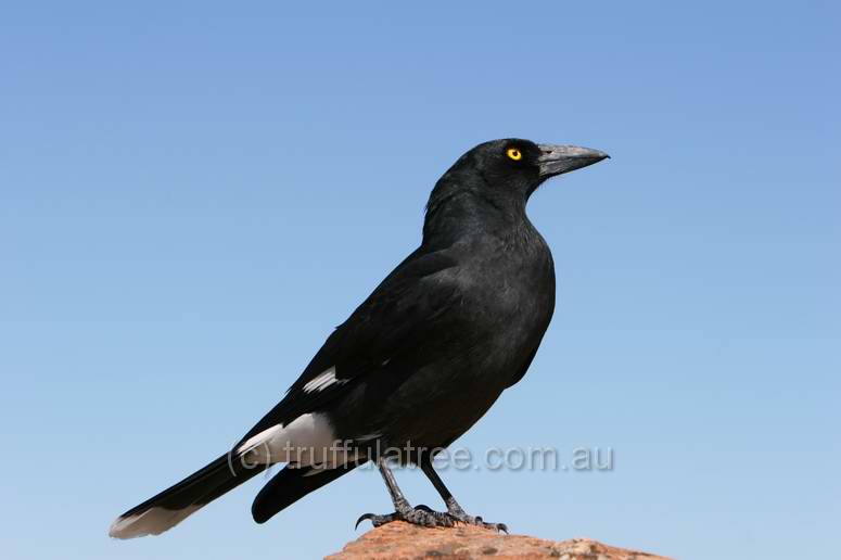 Pied Currawong