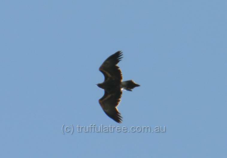 Wedge-tailed Eagle