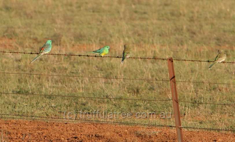 Red-rumped Parrots