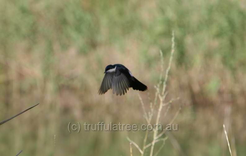 Restless Flycatcher