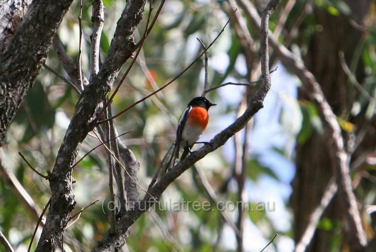 Scarlet Robin