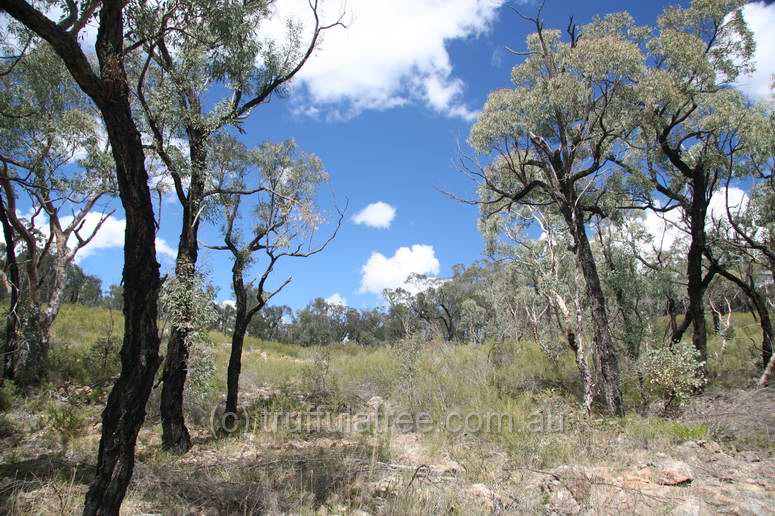 Kings Plains National Park