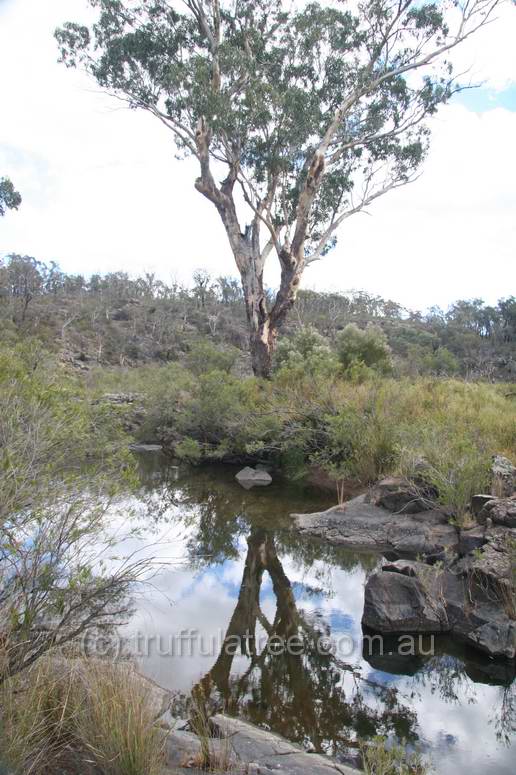 Kings Plains National Park