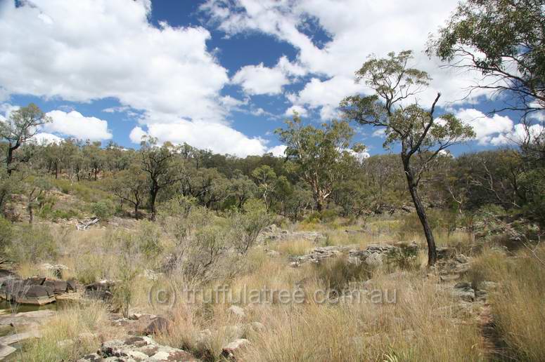 Kings Plains National Park