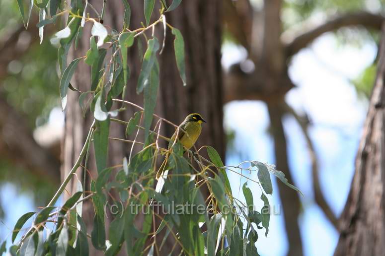 Yellow-tufted Honeyeater