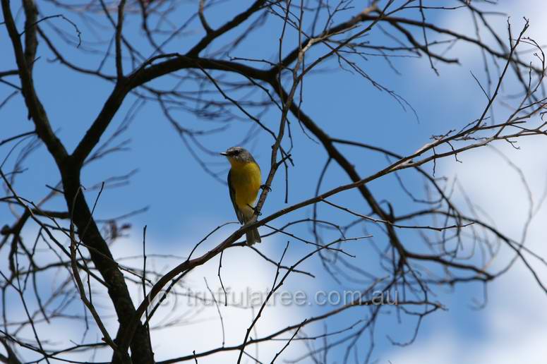 Eastern Yellow Robin