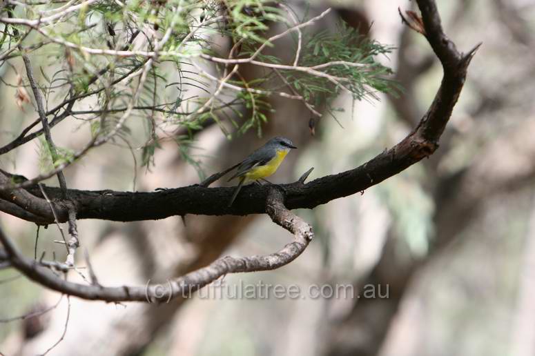 Eastern Yellow Robin