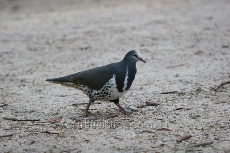 Wonga Pigeon