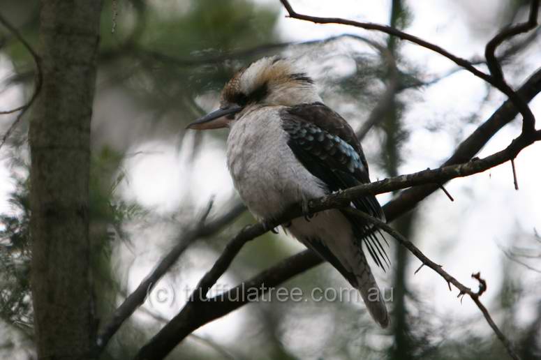 Laughing Kookaburra