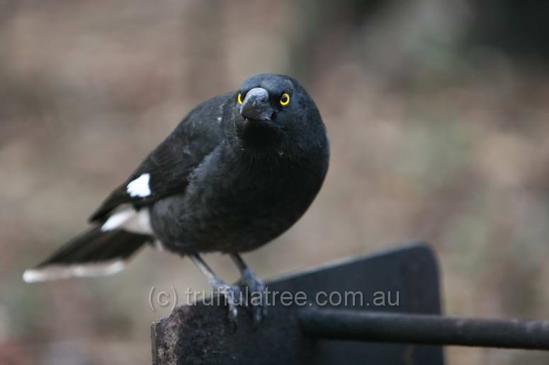 Pied Currawong