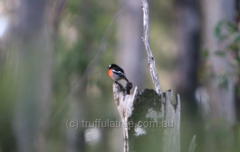 Male Scarlet Robin