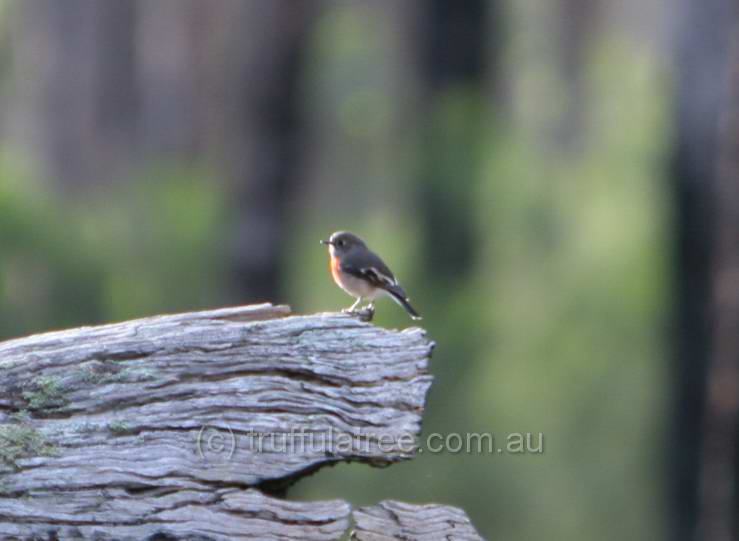 Female Scarlet Robin