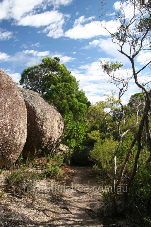 Bald Rock