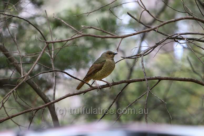 Female Satin Bowerbird