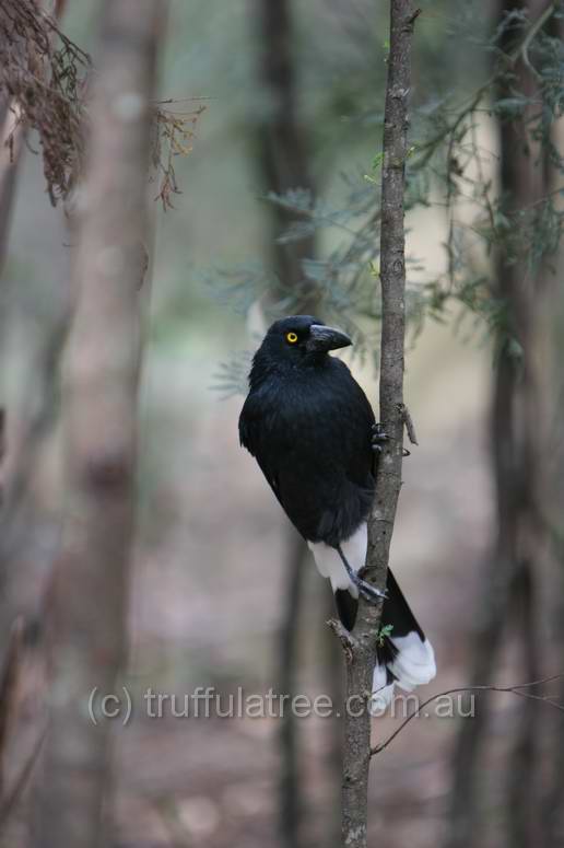 Pied Currawong