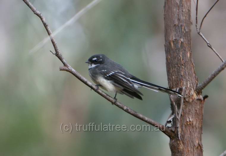 Grey Fantail