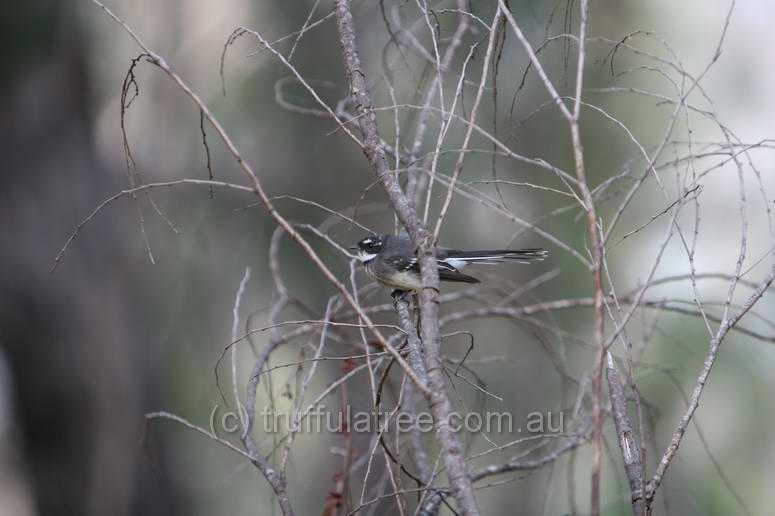 Grey Fantail