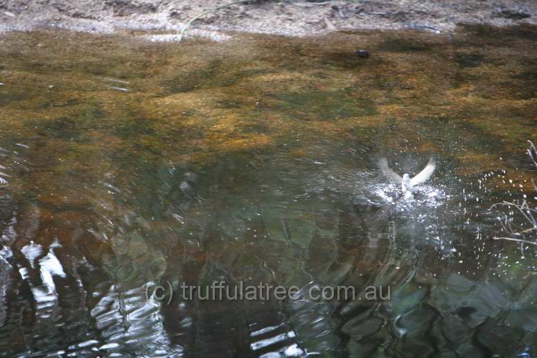 Afternoon bath time, Underground Creek, Girraween National Park