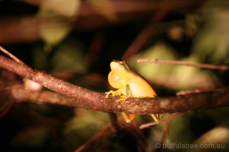 Graceful Treefrog