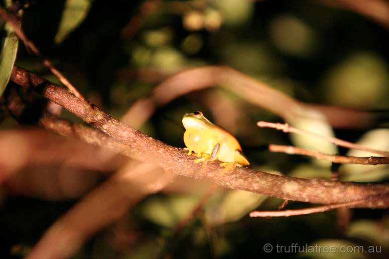 Graceful Treefrog