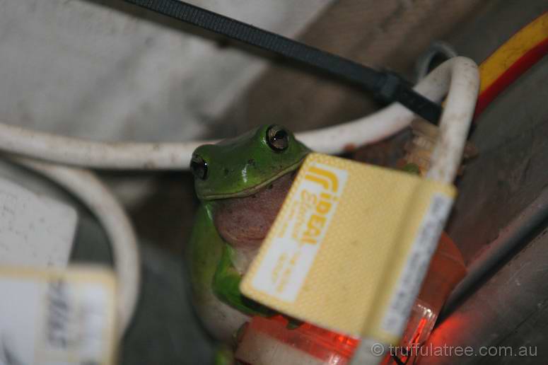 Phillip the Common Green Tree Frog at the Outpost Bar