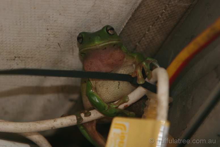 Phillip the Green Tree Frog at the Outpost Bar
