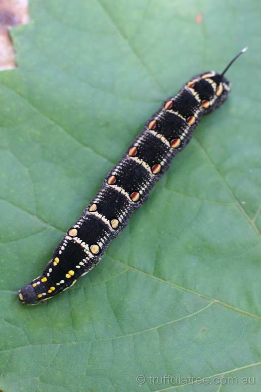 One fat caterpillar