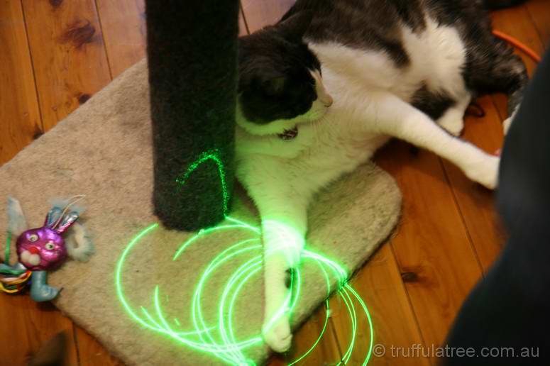 Cats and lasers