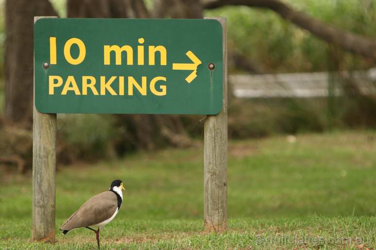 A parked Plover