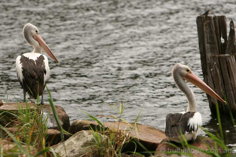 Australian Pelicans