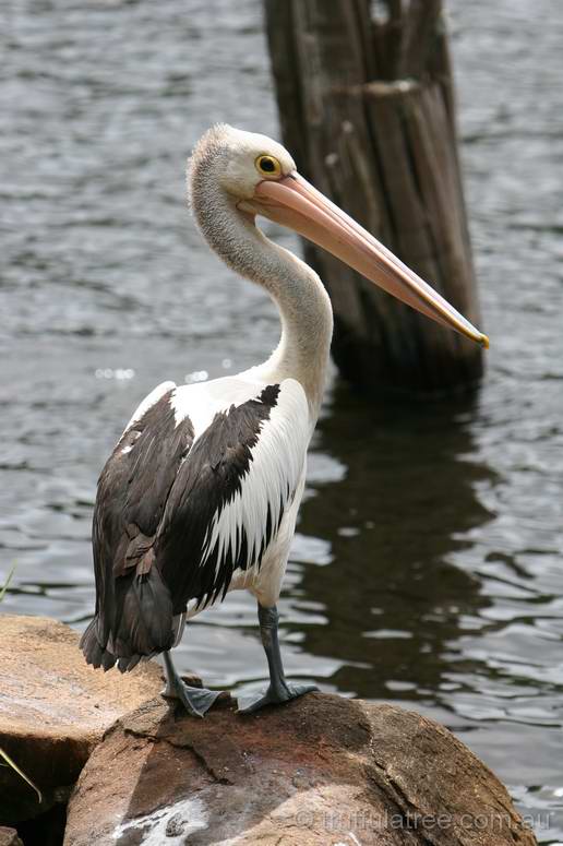 Australian Pelican