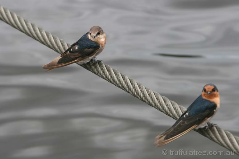 Welcome Swallows