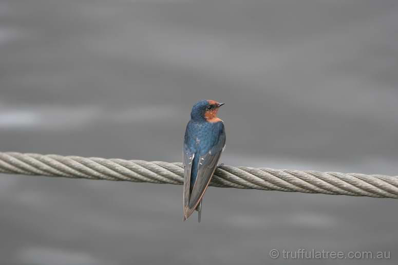 Welcome Swallow