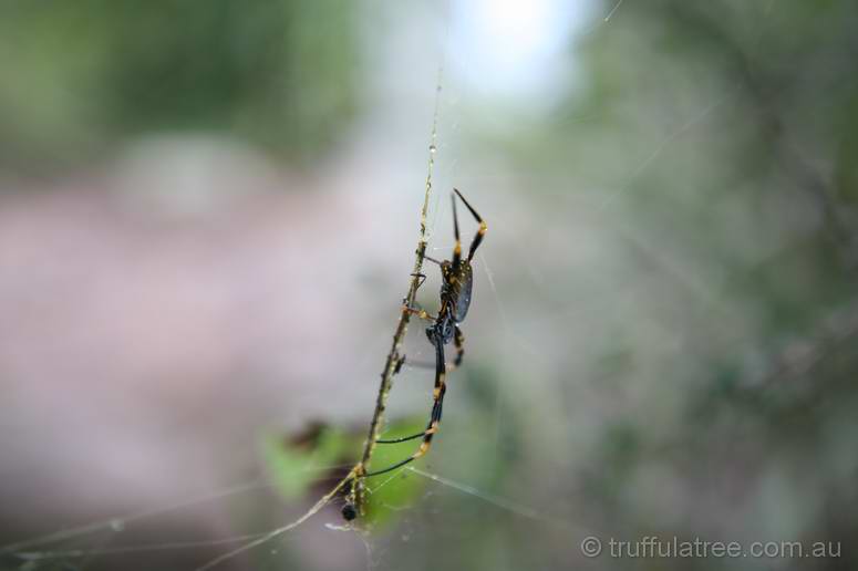 Golden Orb weaver