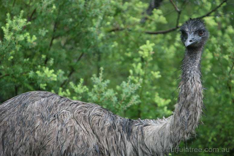 A gorgeous Emu