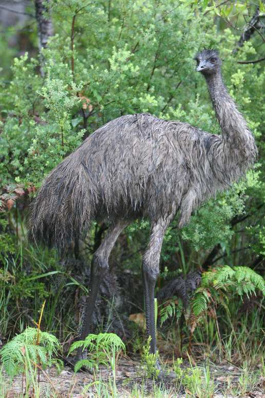 Emu