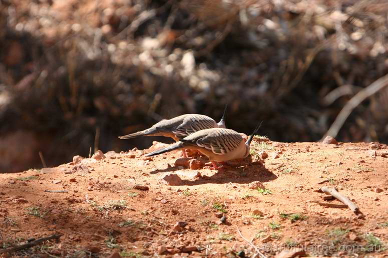 Crested Pigeons