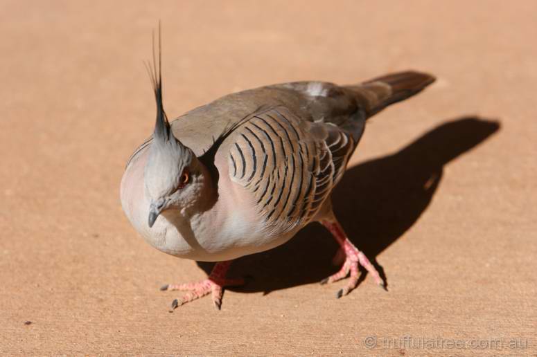 Crested Pigeon