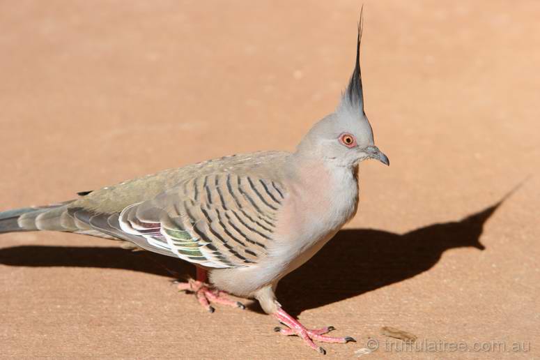 Crested Pigeon