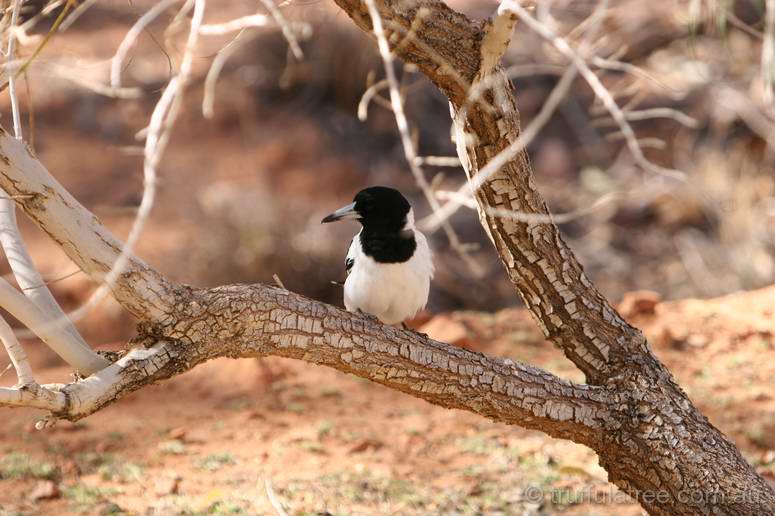 Pied Butcherbird