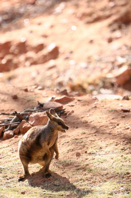 Black-footed Rock Wallaby