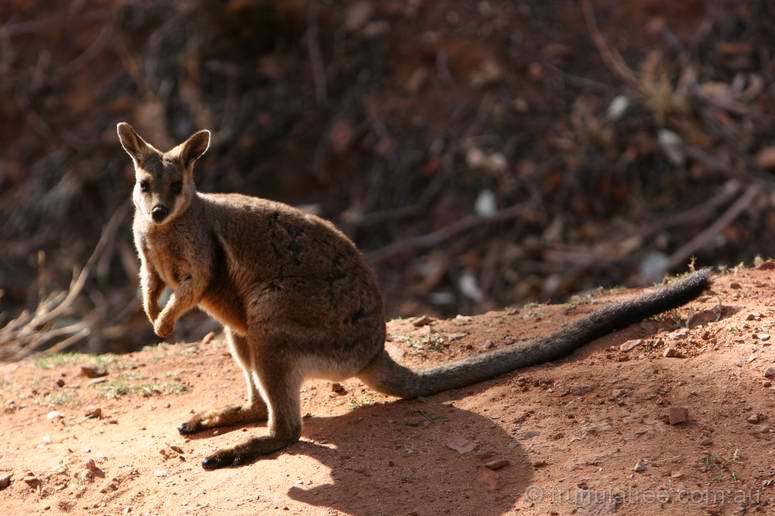 Black-footed Rock Wallaby