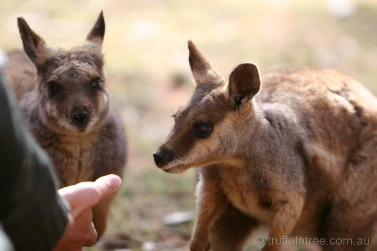 Black-footed Rock Wallabies