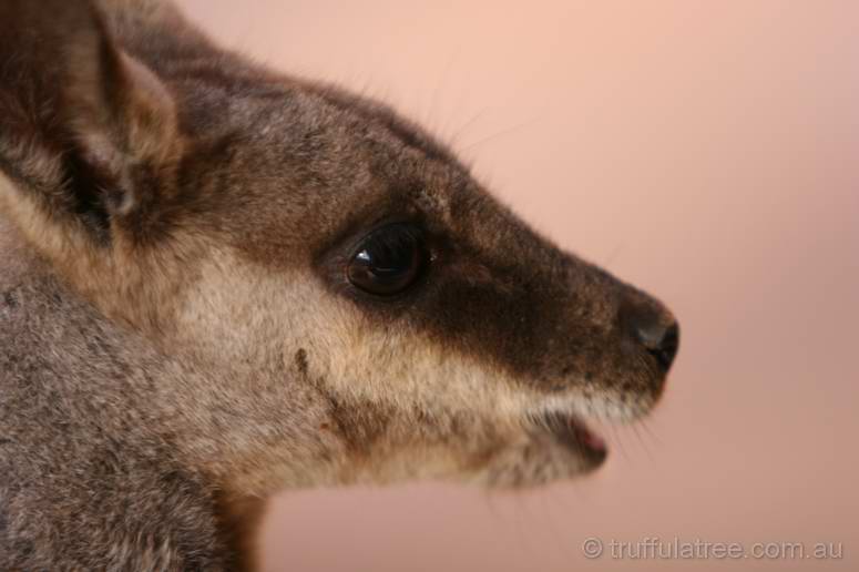 Black-footed Rock Wallaby